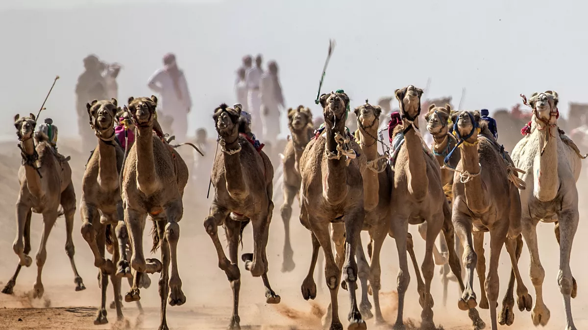 بمشاركة مختلف القبائل.. انطلاق سباق الهجن بشرم الشيخ 10 يناير