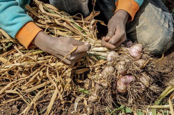 ارتفاع جنوني في أسعار الثوم والكيلو بـ90 جنيه