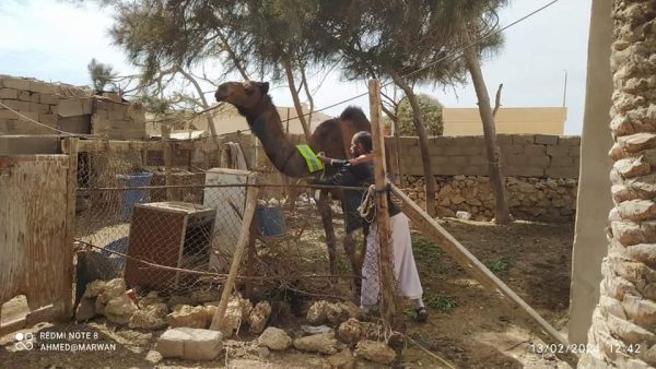 أطواق الأمان.. مبادرة فسفورية لمنع حوادث الإبل على طرق جنوب سيناء