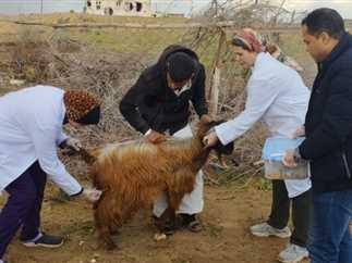 القوافل البيطرية المجانية تصل سانت كاترين لدعم صغار المربين