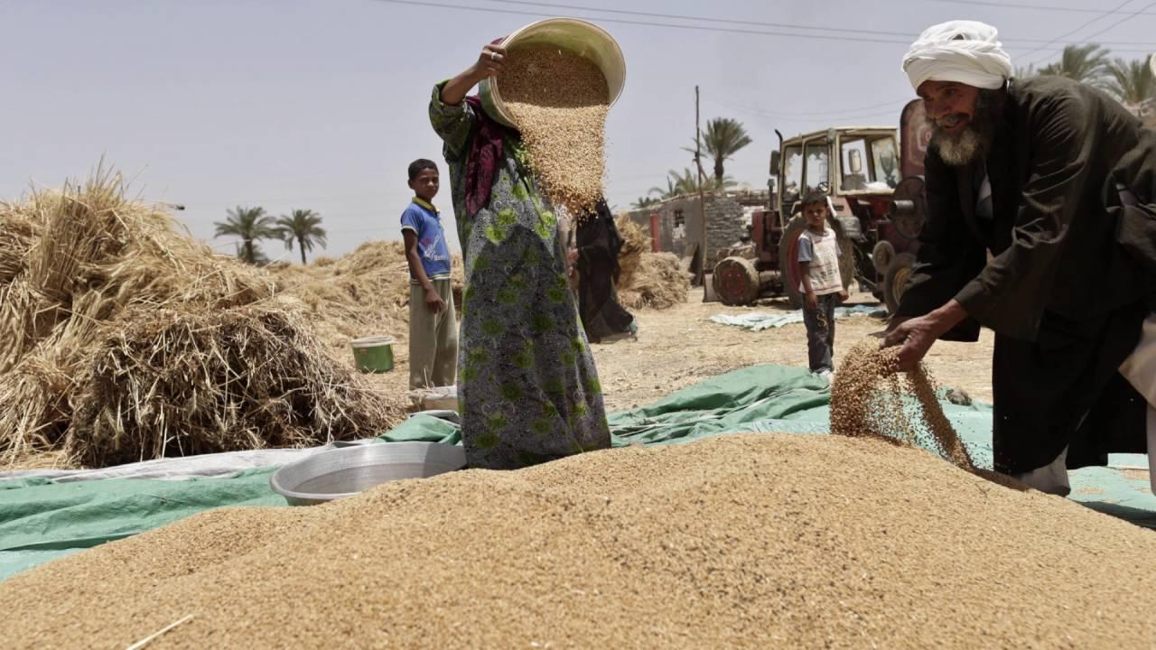 مصطفى مدبولي يكشف عن استراتيجية الحكومة في استيراد القمح: كل دولار يحدث فرقاً