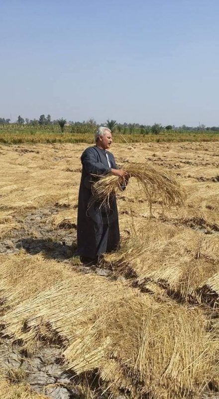 انخفاض أسعار الأرز بعد رمضان.. نقيب الفلاحين: زراعة الأرز تبدأ في مايو بمساحة 1.075 مليون فدان