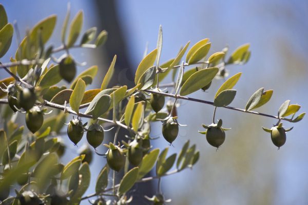 "الجوجوبا" الذهب الأخضر: "الوطنية للزراعة" تكشف عن فوائد مذهلة