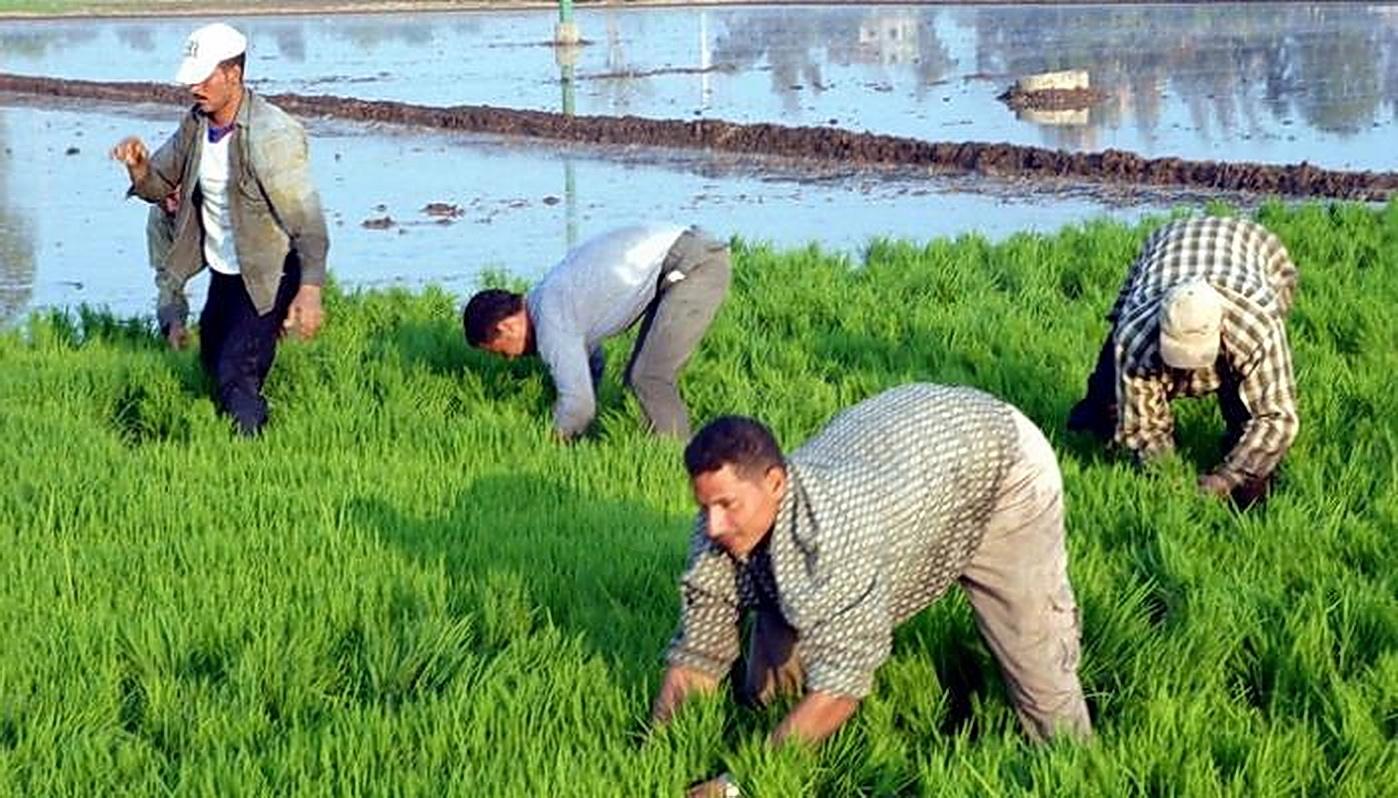 الري تُحذّر: عقوبات وغرامات لزارعي الأرز في غير المناطق المخصصة لزراعته