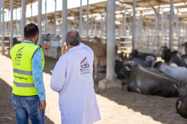 صندوق تحيا مصر يطلق مبادرة "أضاحي" لتوزيع اللحوم على الأسر الأولى بالرعاية بكل المحافظات (صور)