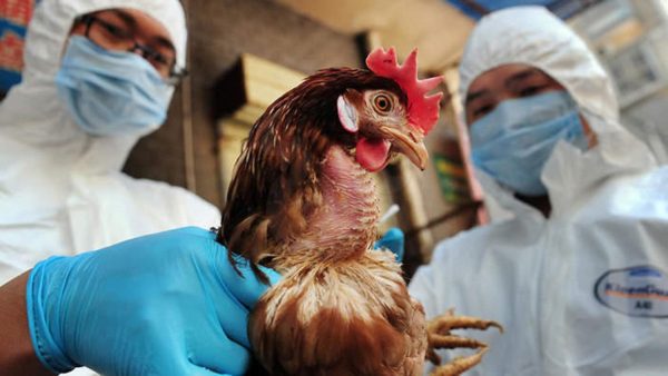 وفاة أول إنسان بمتحور H5N2 لإنفلونزا الطيور..الصحة العالمية تكشف التفاصيل