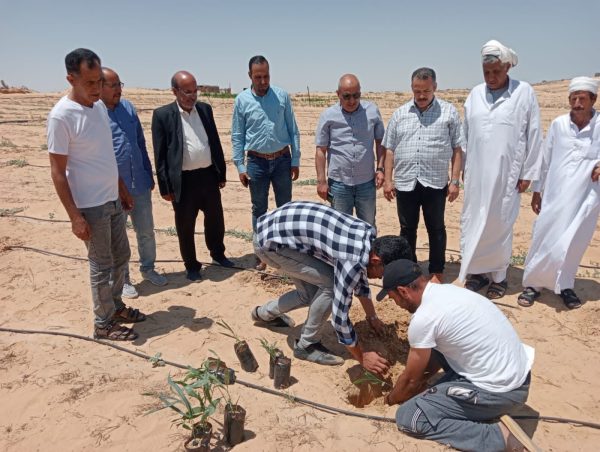 خدمات إرشادية لمزارعي التجمعات البدوية في سيناء من مركز بحوث الصحراء