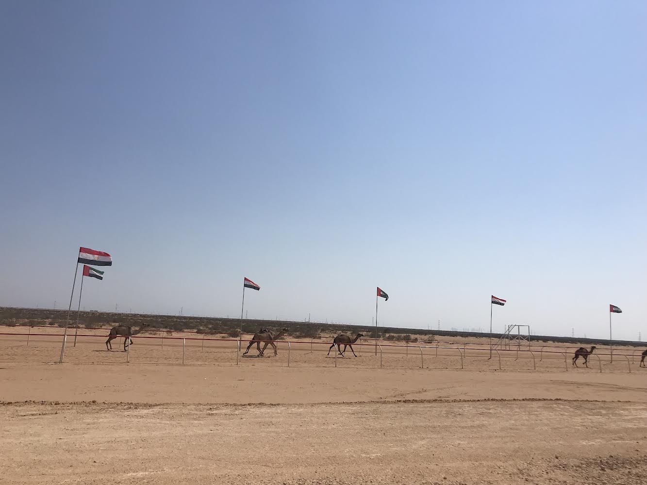 ميدان سباقات الهجن في العلمين.. معلم رياضي حديث على ساحل مصر الشمالي