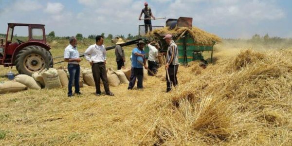 لزيادة الإنتاج الزراعى...تجربة صنف جديد من القمح يحقق إنتاجية تصل إلى 5 أطنان للفدان