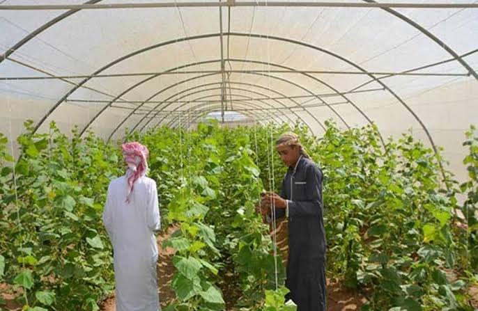 مبادرة 'نمى مزرعتك' تعزز التواصل المباشر ودعم المزارعين بجنوب سيناء