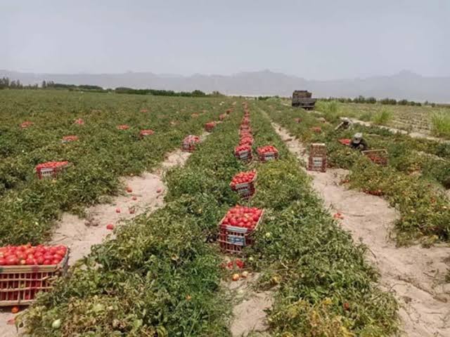 مبادرة 'نمى مزرعتك' تعزز التواصل المباشر ودعم المزارعين بجنوب سيناء