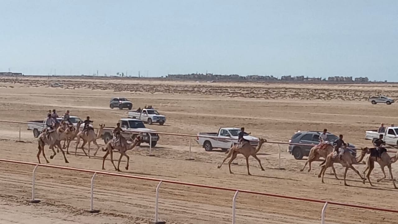 انطلاق سباق الهجن التنشيطي بالكيلو 17 غرب مدينة العريش في شمال سيناء