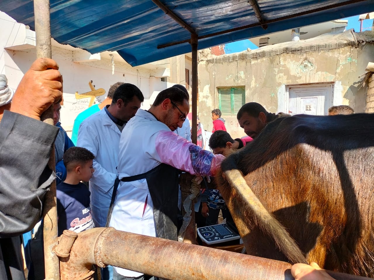 علاء فاروق:تحصين حوالي 3 مليون و539 ألف و813 رأس ماشية ضد مرض الحمى القلاعية