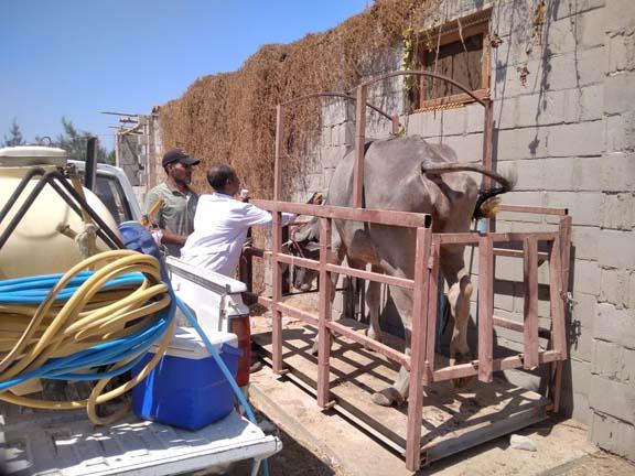 العديد من القوافل الطبية البيطرية تزامنًا مع الاحتفال بيوم الفلاح بجنوب سيناء