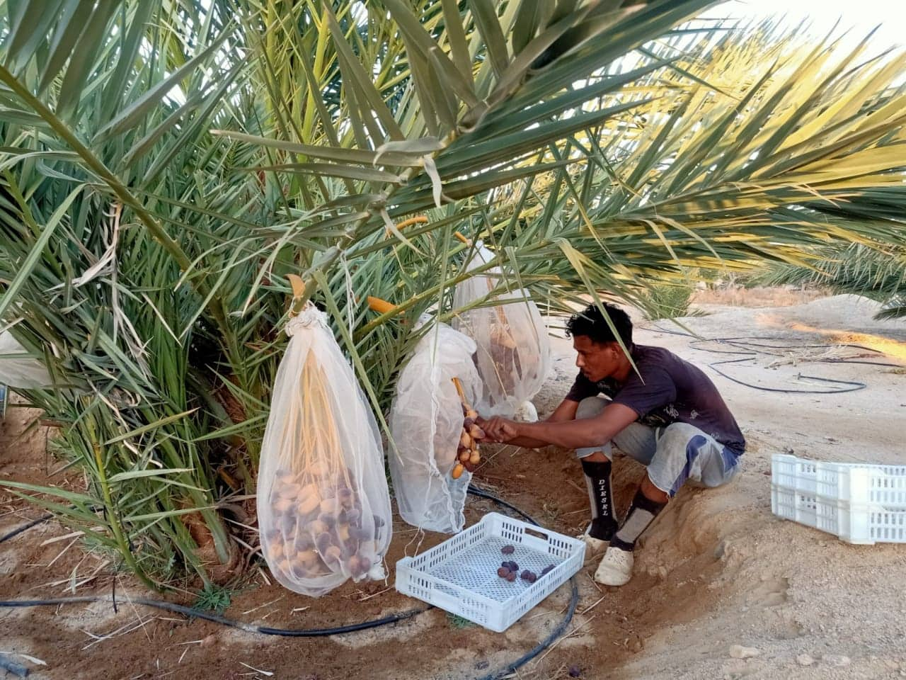 تمور نخيل المجدول بطور سيناء تنافس عالميًا على مستوى مصر والعالم العربي