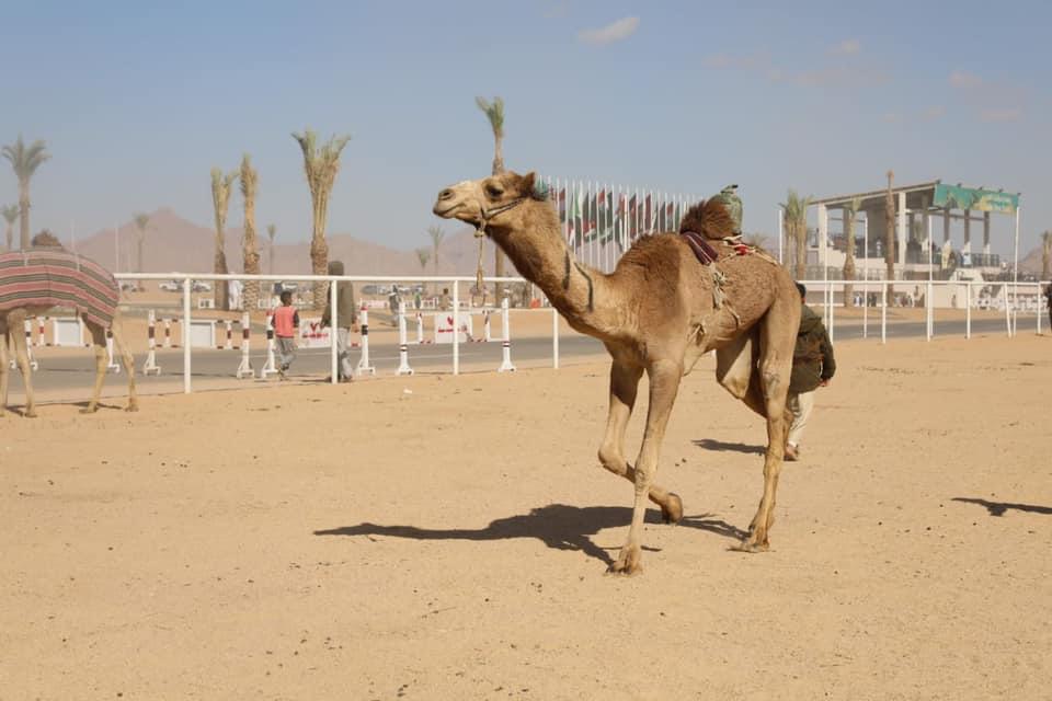 شمال سيناء تتمتع بالطابع الساحلي الصحراوي لتصبح وجهة محببة إلى القلب في اليوم العالمي للسياحة