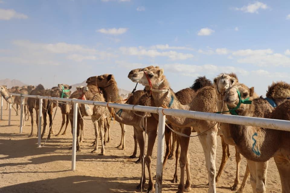 شمال سيناء تتمتع بالطابع الساحلي الصحراوي لتصبح وجهة محببة إلى القلب في اليوم العالمي للسياحة