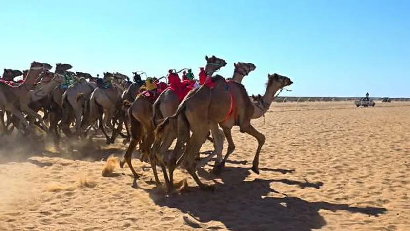 إنهاء الاستعدادات الأخيرة لاستقبال الضيوف بفعاليات سباق الهجن بشمال سيناء - 19 - سيناء الإخبارية