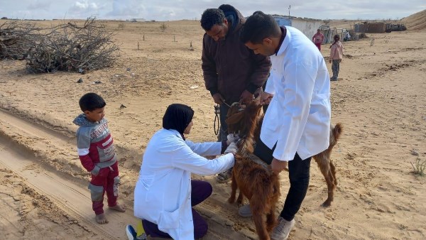 قافلة بيطرية مجانية لدعم المزارعين وصغار المربين في الشيخ زويد بشمال سيناء