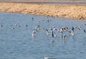 محمية الزرانيق الطبيعية بشمال سيناء تعد مركزًا رئيسيًا لحركة الطيور المهاجرة بين القارات