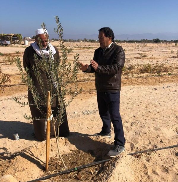 قافلة زراعية في جنوب سيناء لمتابعة محاصيل الزيتون والقمح بنوبيع