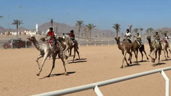 بمشاركة العديد من القبائل البدوية من 5 محافظات.. إطلاق المهرجان التنشيطي لسباق الهجن