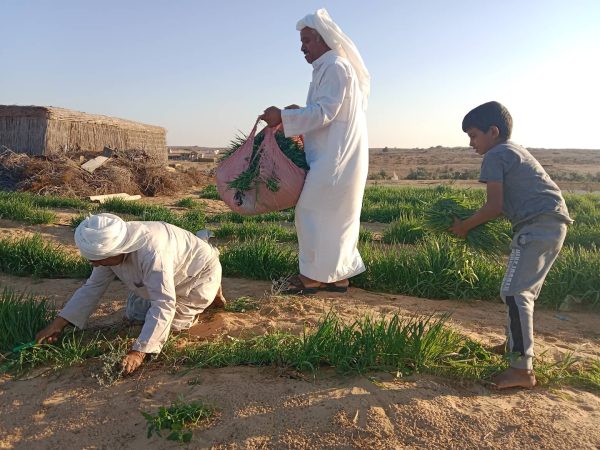 جنوب رفح يشهد نشاطًا زراعيًا مكثفًا بزراعة نحو 70 فدانًا بمحاصيل متنوعة