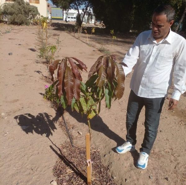 زراعة جنوب سيناء تتابع مشروع "100 مليون شجرة" في مدينة دهب