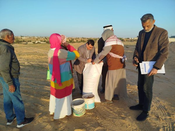 شمال سيناء توزع نصف طن من تقاوي الشعير مجانًا على المزارعين في رفح