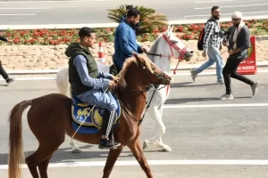 ختام فعاليات البطولة العربية والمهرجان العربي للهجن والتراث بشرم الشيخ - 13 - سيناء الإخبارية