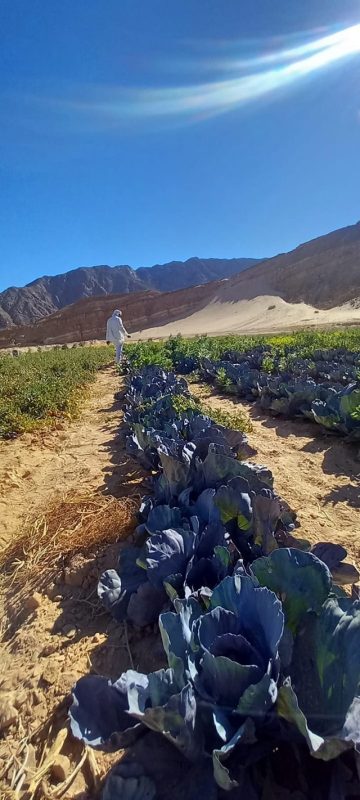 الإدارة الزراعية بمدينة دهب تنفذ حملة شاملة لحصر الأراضي الزراعية لتعزيز الإنتاجية وتقليل التكاليف