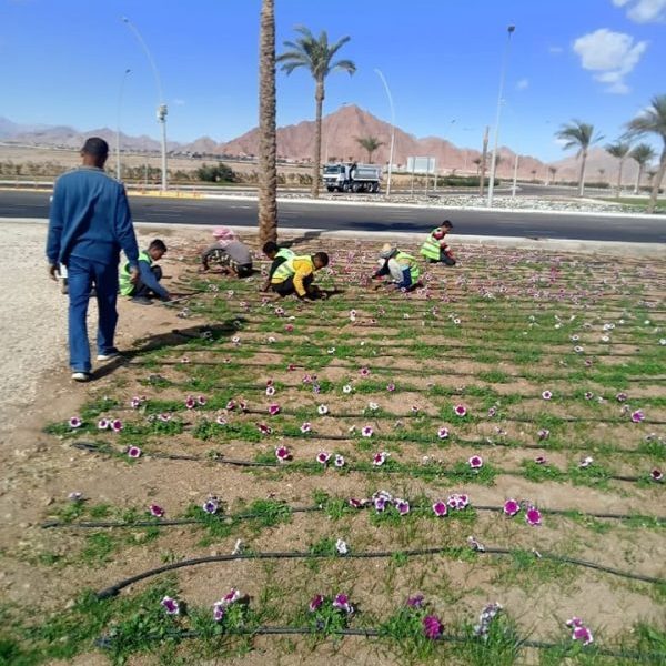 الإدارة الزراعية في شرم الشيخ تتابع صيانة المسطحات الخضراء في الميادين العامة