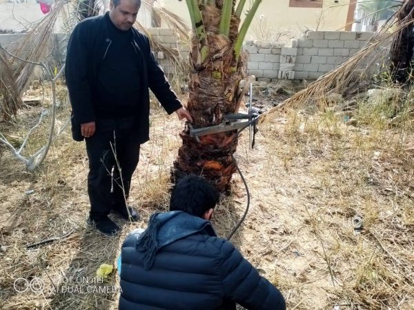 زراعة شمال سيناء تعالج 7 نخيلات مصابة بسوسة النخيل الحمراء في المساعيد