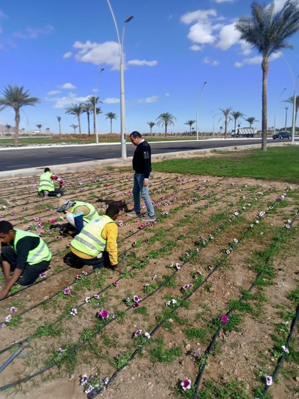 الإدارة الزراعية في شرم الشيخ تتابع صيانة المسطحات الخضراء في الميادين العامة