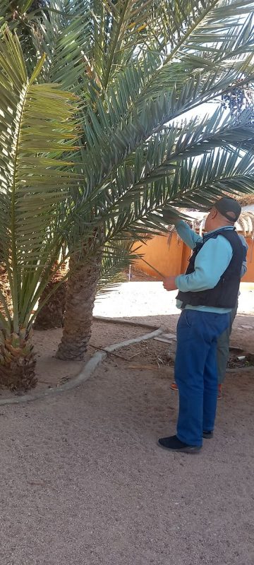 الإدارة الزراعية في مدينة دهب تتابع زراعة النخيل وتكافح الآفات الضارة - 11 - سيناء الإخبارية