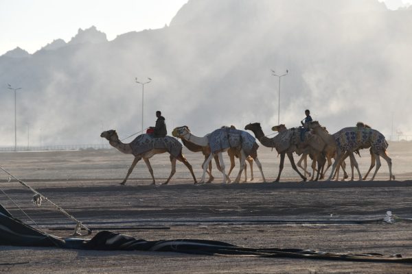 محافظ جنوب سيناء يتفقد الاستعدادات النهائية لاستضافة المهرجان العربي للهجن والتراث - 25 - سيناء الإخبارية