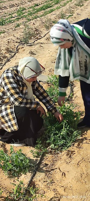 مديرية الزراعة بشمال سيناء تكثف جولاتها الميدانية لدعم المزارعين ومعالجة مشكلات المحاصيل - 7 - سيناء الإخبارية