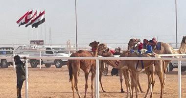 مهرجان شرم الشيخ للهجن.. وجهة للسياحة الثقافية ومحبي التراث العربي - 9 - سيناء الإخبارية