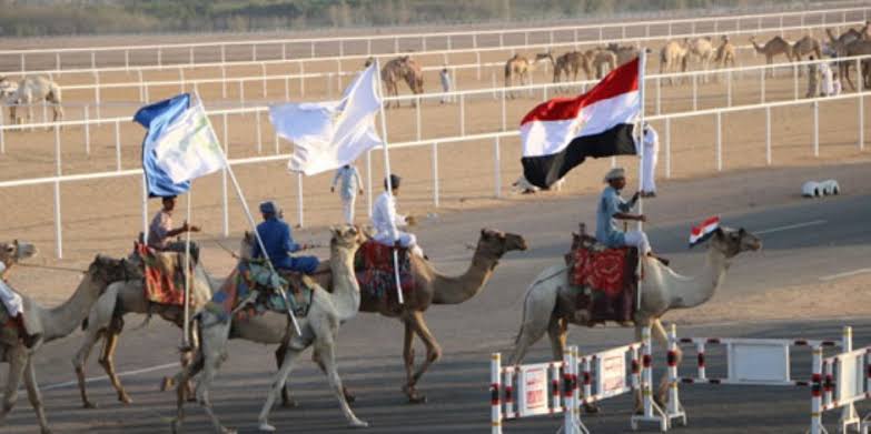 مهرجان شرم الشيخ للهجن.. وجهة للسياحة الثقافية ومحبي التراث العربي - 7 - سيناء الإخبارية