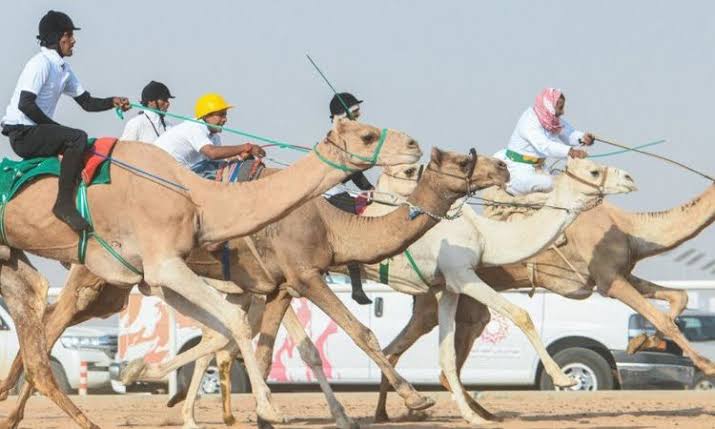 مهرجان شرم الشيخ للهجن.. وجهة للسياحة الثقافية ومحبي التراث العربي - 5 - سيناء الإخبارية