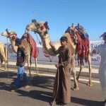 مهرجان شرم الشيخ للهجن.. وجهة للسياحة الثقافية ومحبي التراث العربي - 15 - سيناء الإخبارية