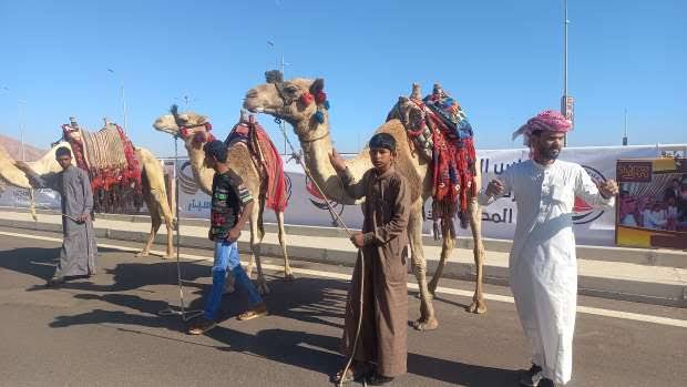 مهرجان شرم الشيخ للهجن.. وجهة للسياحة الثقافية ومحبي التراث العربي - 5 - سيناء الإخبارية