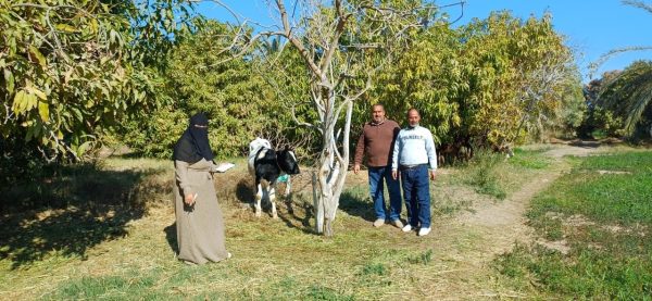 الإدارة الزراعية في طور سيناء تواصل حصر الثروة الحيوانية بالتعاون مع الطب البيطري - 9 - سيناء الإخبارية