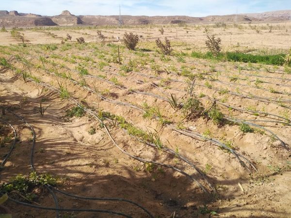 مديرية الزراعة بجنوب سيناء تقدم الإرشاد الزراعي وتوزع "كارت الفلاح الذكي" في وادي سعال - 7 - سيناء الإخبارية