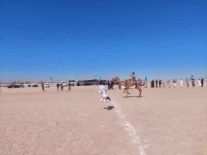 بمشاركة أكثر من 50 هجن..انطلاق سباق الهجن التنشيطي بمضمار هجن مدينة الطور - 7 - سيناء الإخبارية