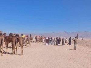 بمشاركة أكثر من 50 هجن..انطلاق سباق الهجن التنشيطي بمضمار هجن مدينة الطور - 9 - سيناء الإخبارية