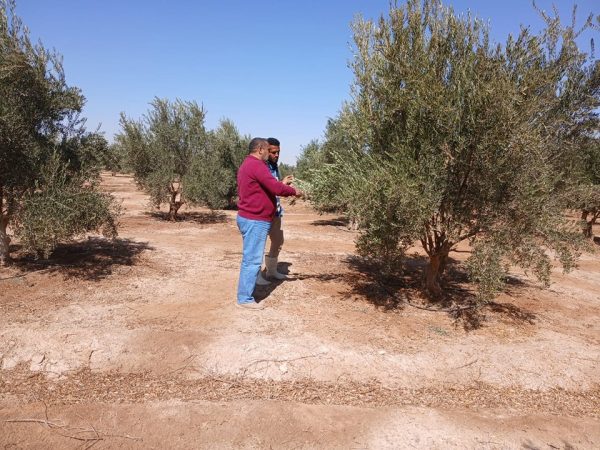 إدارة الزراعة بطور سيناء تقدم إرشادات للمزارعين بوادي الطور لتعزيز إنتاجية المانجو والزيتون - 7 - سيناء الإخبارية