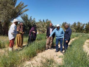 مديرية الزراعة بجنوب سيناء تواصل متابعة الحقول الإرشادية وتقديم الدعم الفني للمزارعين - 11 - سيناء الإخبارية