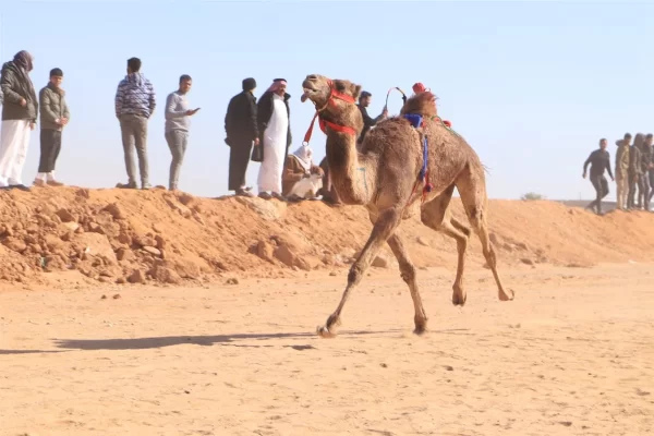 انطلاق فعاليات الدورة العشرين لمهرجان الإسماعيلية للهجن بمشاركة عربية واسعة..صور - 11 - سيناء الإخبارية