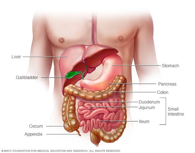 عادات يومية تدمر الهضم والتمثيل الغذائي.. خبير يحذر ويكشف الحل - 5 - سيناء الإخبارية